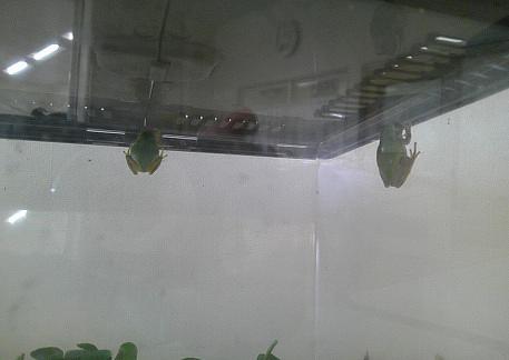 春にやってきたお友達