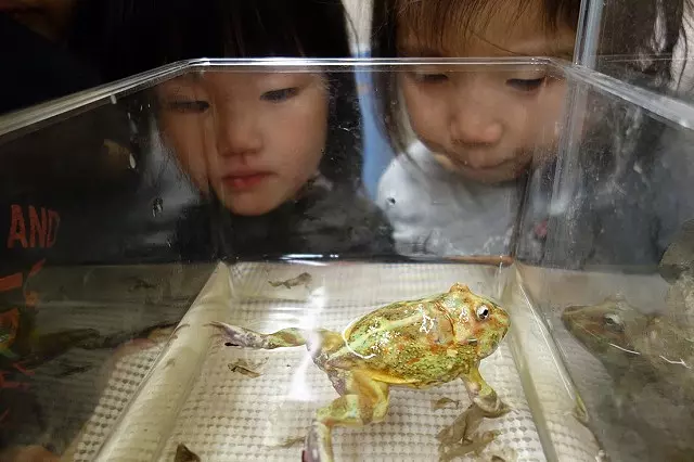 カエルの「ケロくん」 | ベネッセの保育園