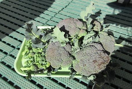 大好き！ブロッコリー