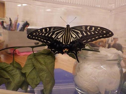 アゲハ蝶🦋さんありがとう！またね！