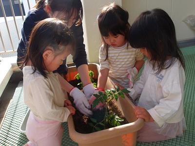 みんなで育てたトマト、どんな味がするかな？🍅🍅🍅