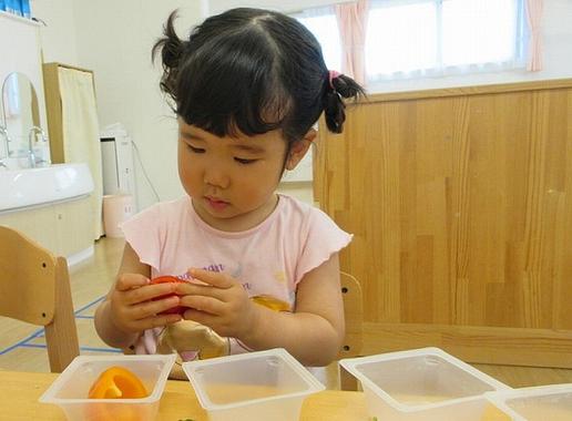 夏野菜に触れてみよう