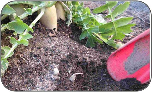 小さな大根みーつけた！