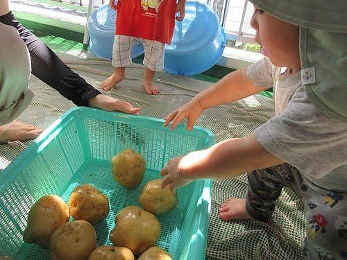 じゃがいもごしごし