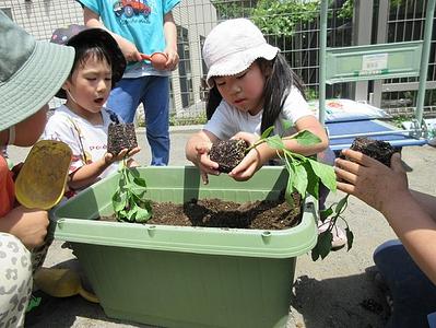野菜を育て始めました