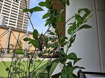 今年もアゲハ蝶がやってきた