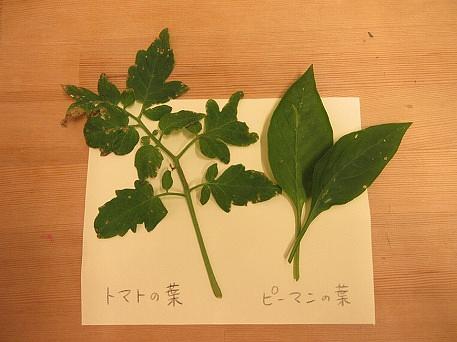 わかるかな？