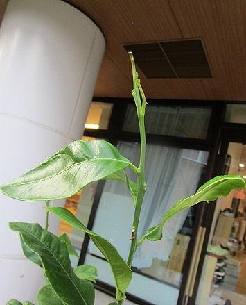 アゲハ蝶の旅立ち