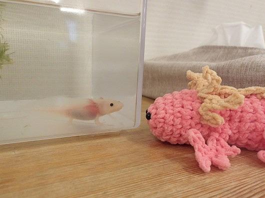 ウーパールーパーがやってきた!
