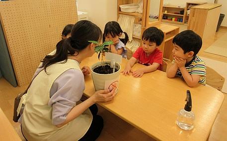 コーヒーの木を育てよう