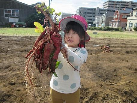 お芋掘りと焼き芋