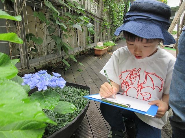 あじさいを描いてみよう！
