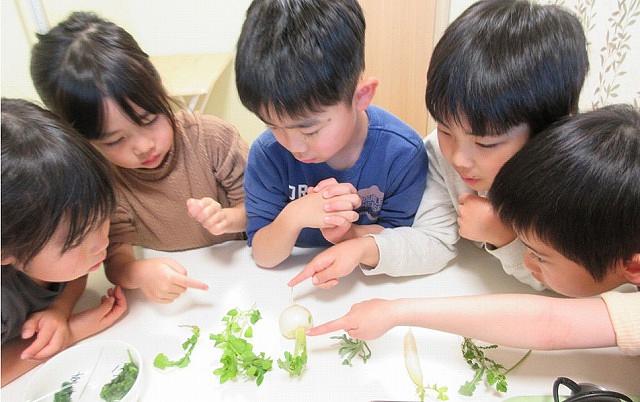 七草を求めて大冒険