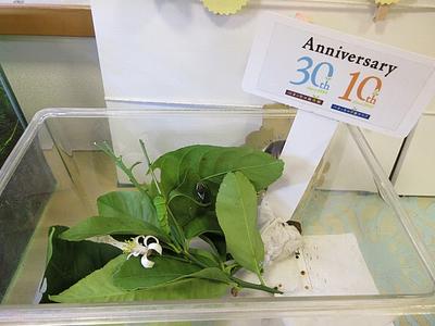 30周年記念植樹の幼虫登場！！