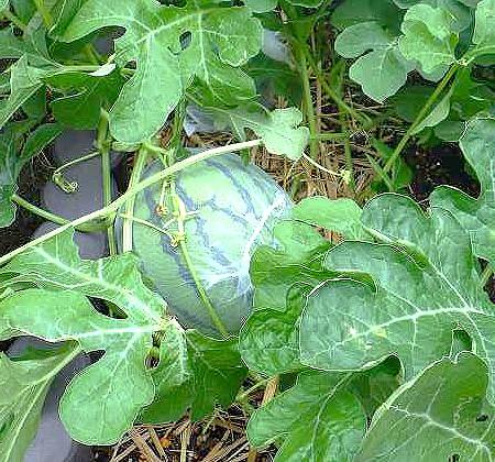 野菜の栽培