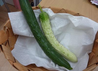 🥒江戸東京野菜・半白きゅうり🥒