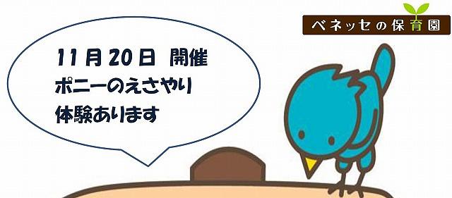 👒ポニーの餌やり体験開催予定！10月21日10時より予約開始👒石神井公園保育園