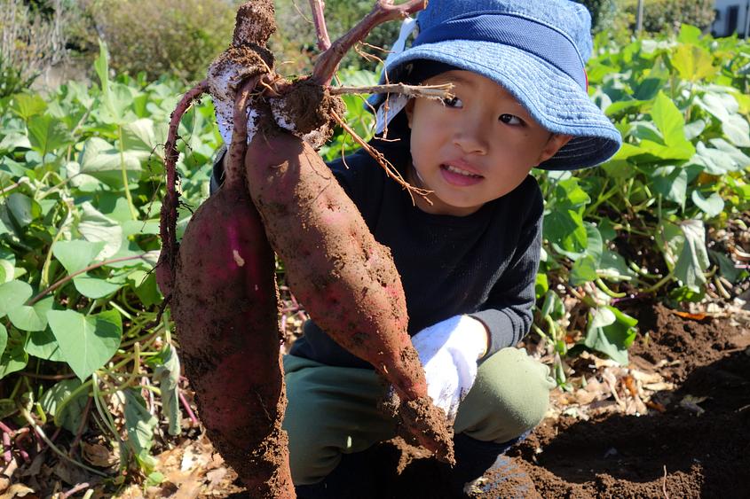 食材にふれ、香りや、味覚等五感を刺激する楽しい食育にも力を入れています。